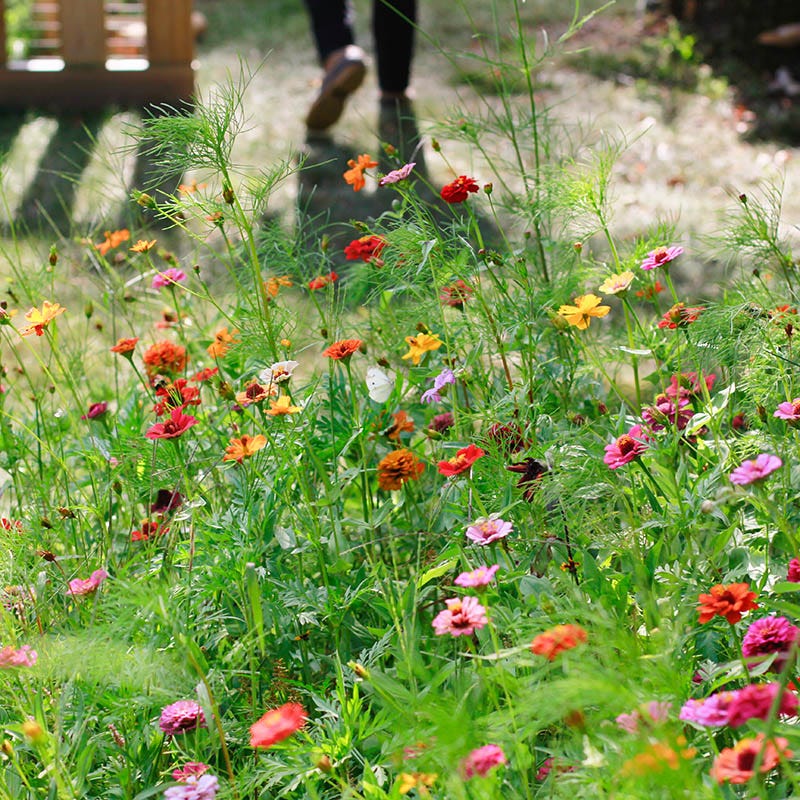 Mini Meadows: Grow A Little Patch Of Colorful Flowers Anywhere Around Your Yard - Image 5