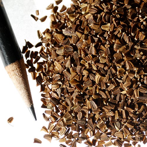 Garland Daisy Seeds - Image 5