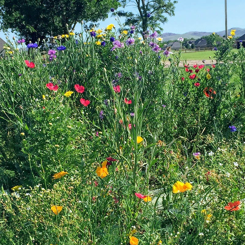 Georgia Select Wildflower Seed Mix - Image 2