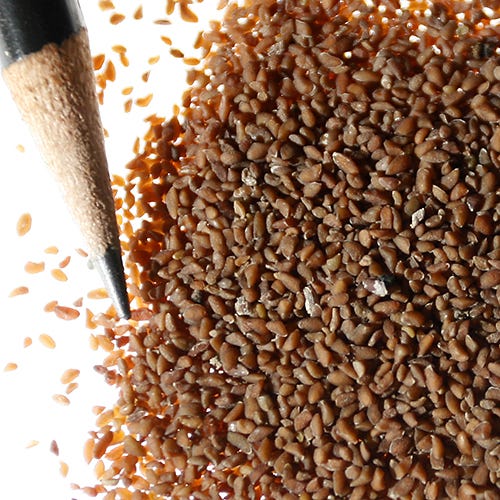Globe Gilia Seeds - Image 5