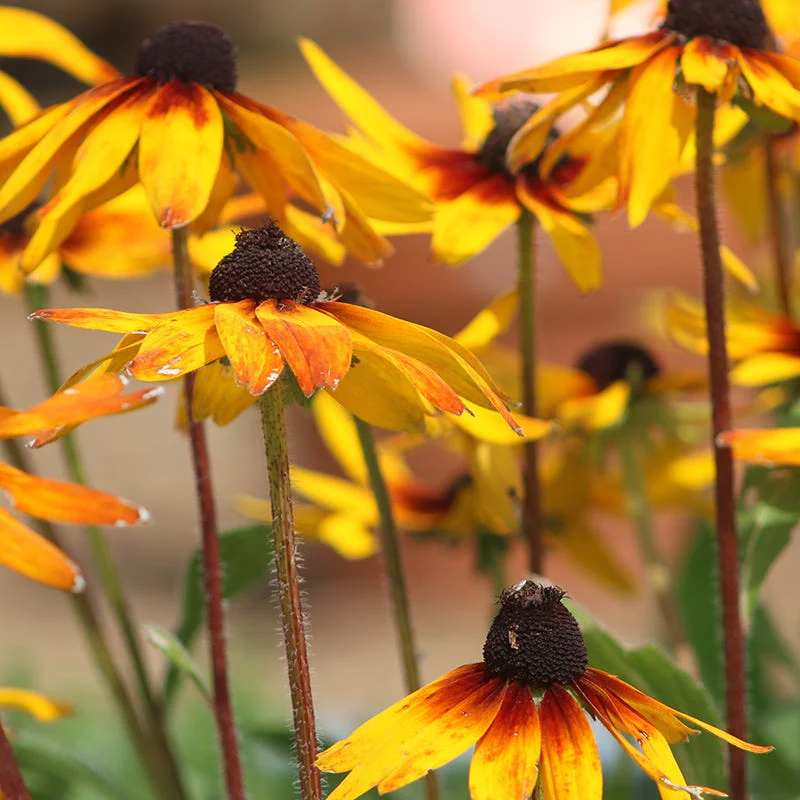Gloriosa Daisy Seeds - Image 2