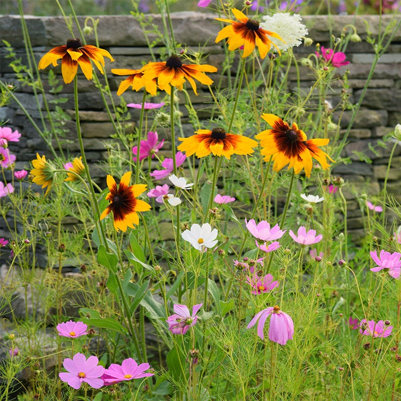 Gloriosa Daisy Seeds - Image 5