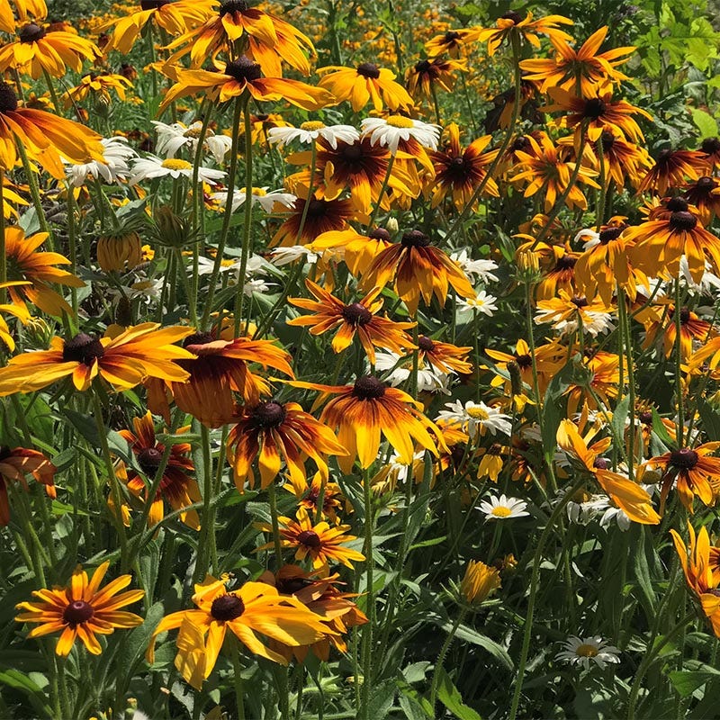 Gloriosa Daisy Seeds - Image 7