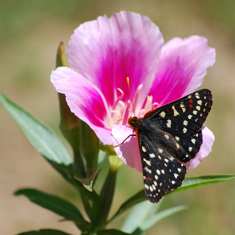 Godetia Seeds - Image 2