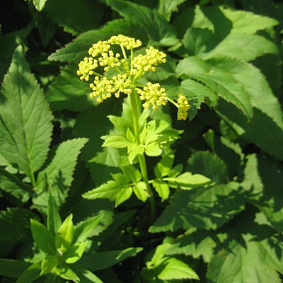 Golden Alexander Seeds - Image 4