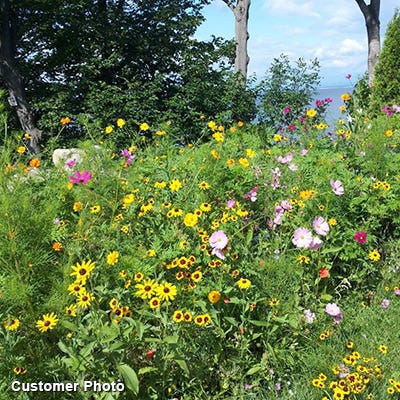 Golf Course Quick Color Wildflower Seed Mix - Image 4