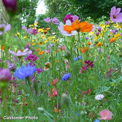 Golf Course Quick Color Wildflower Seed Mix - Image 5