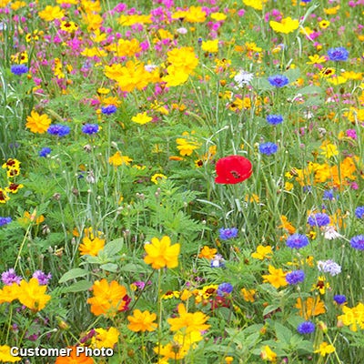 Golf Course Quick Color Wildflower Seed Mix - Image 8