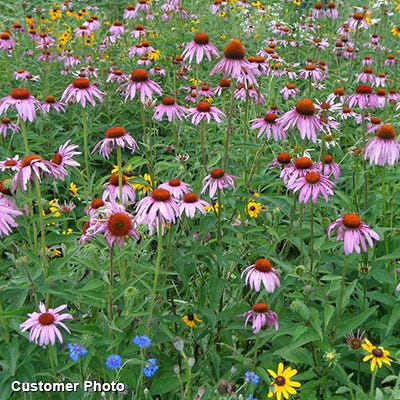 Golf Course Sustainability Wildflower Seed Mix - Image 2
