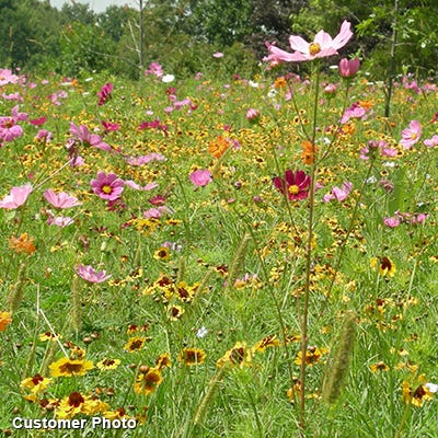 Golf Course Sustainability Wildflower Seed Mix - Image 5
