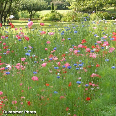 Golf Course Sustainability Wildflower Seed Mix - Image 8