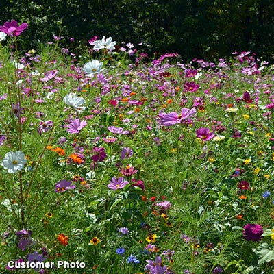 Golf Course Sustainability Wildflower Seed Mix - Image 9