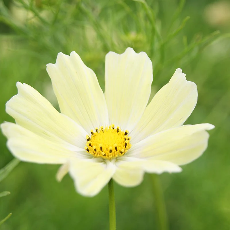 Good Karma Cosmos Seed Collection - Image 5