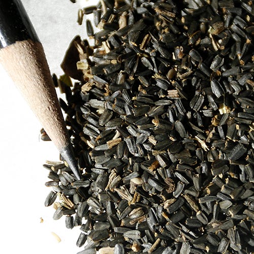 Grey Headed Coneflower Seeds - Image 10