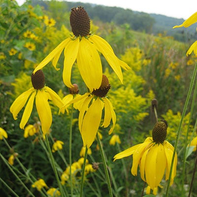 Grey Headed Coneflower Seeds - Image 2