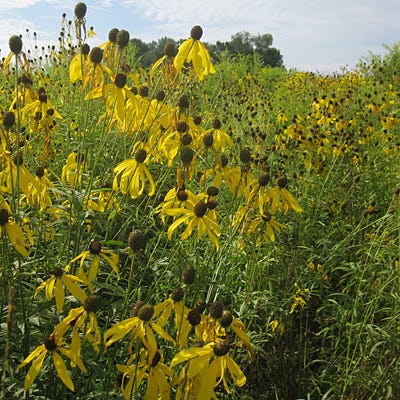 Grey Headed Coneflower Seeds - Image 6