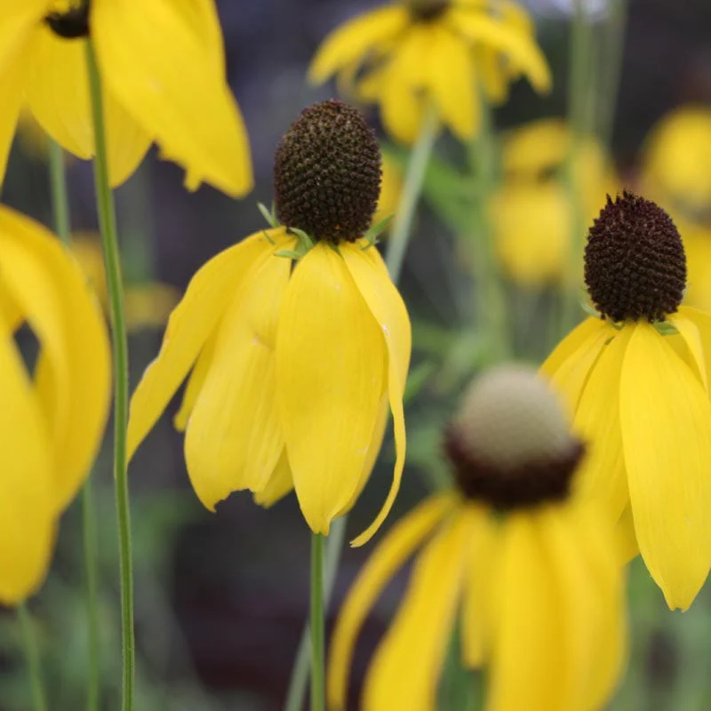 Grey Headed Coneflower Seeds - Image 8