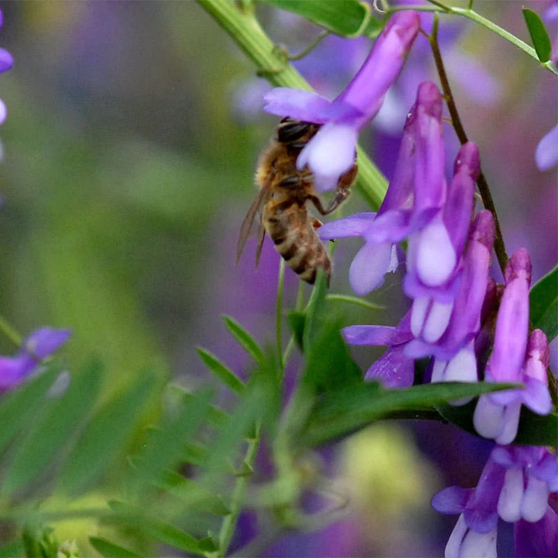 Hairy Vetch Seeds - Image 4