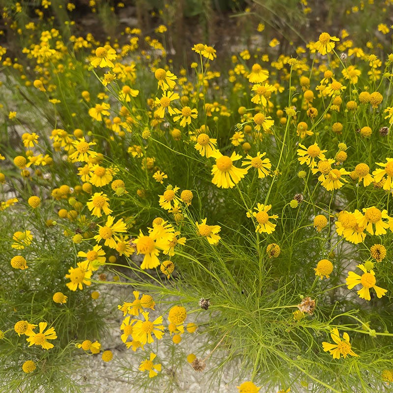 Dwarf Helenium Seeds - Image 2