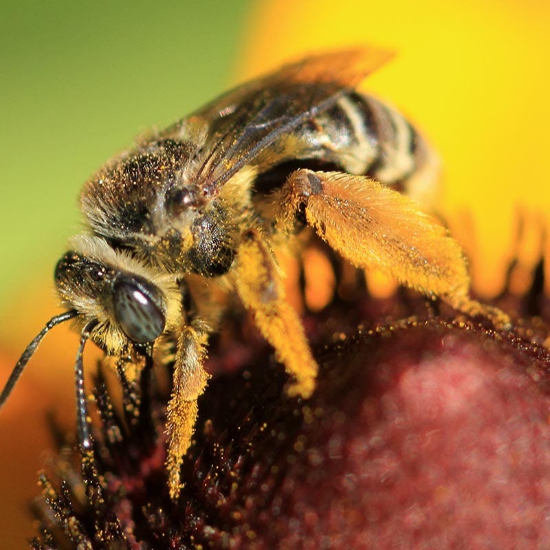 Honey Bee Wildflower Seed Mix - Image 5