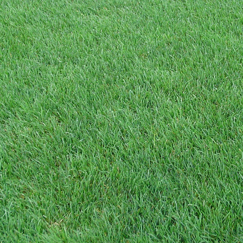 Horse Pasture and Hay Seed Mix - Image 4