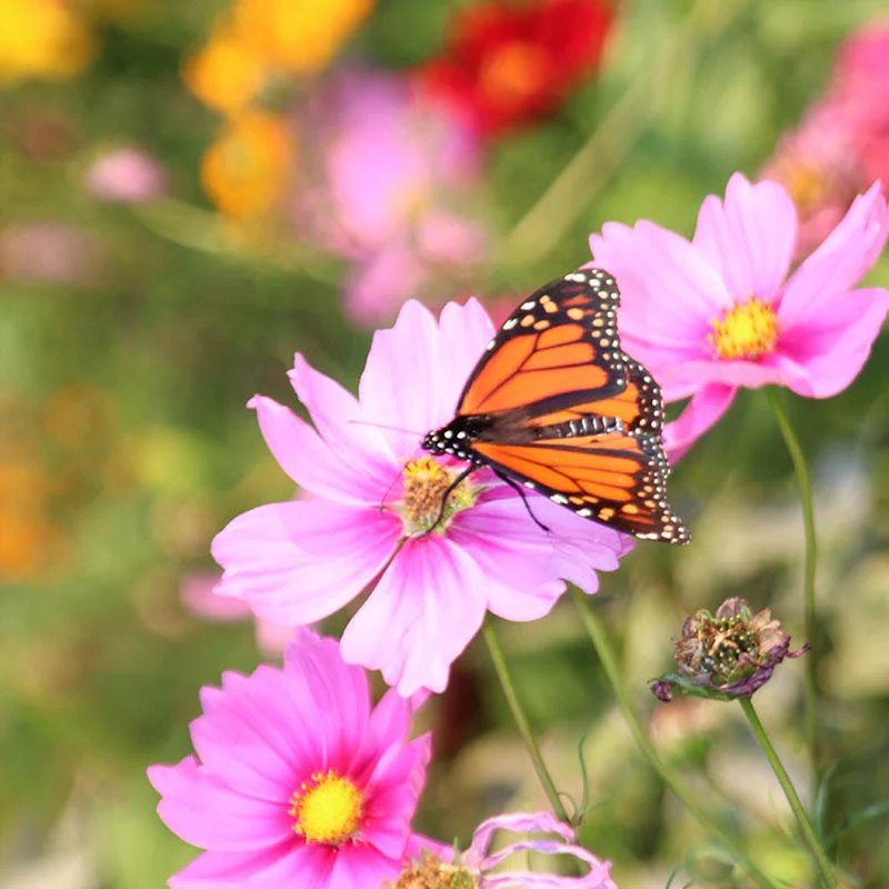 Hummingbird Nectar Wildflower Seed Mix - Image 7