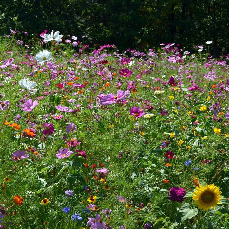 Hummingbird Nectar Wildflower Seed Mix - Image 8