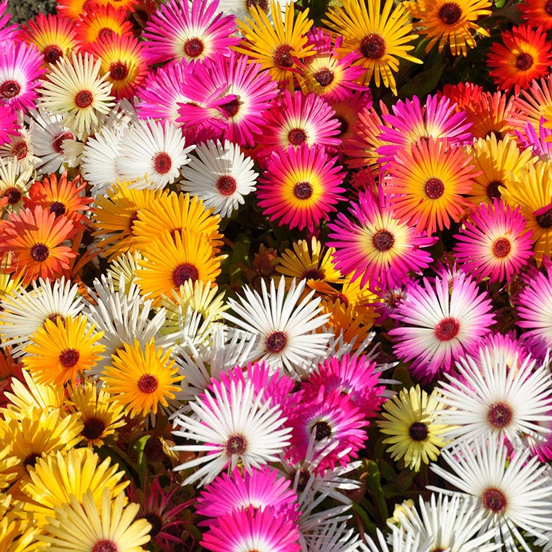 Ice Plant Seeds