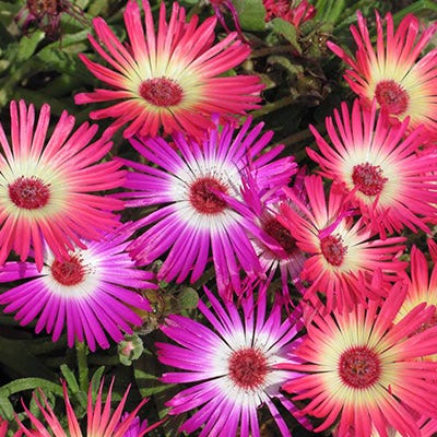 Ice Plant Seeds - Image 2