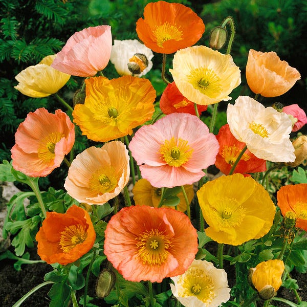 Iceland Poppy Seeds - Image 2
