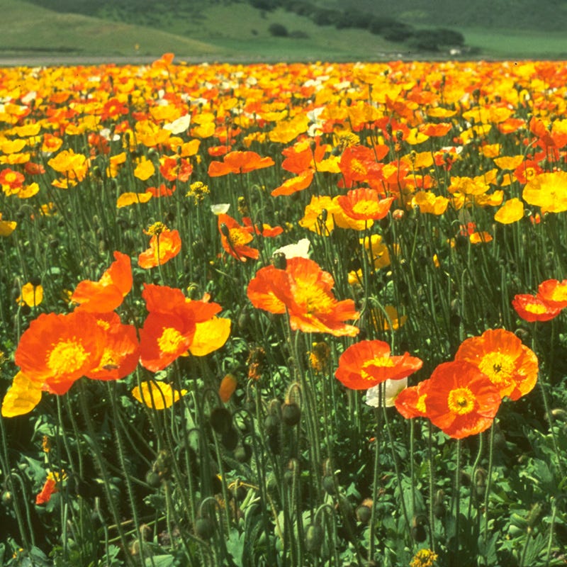 Iceland Poppy Seeds - Image 3