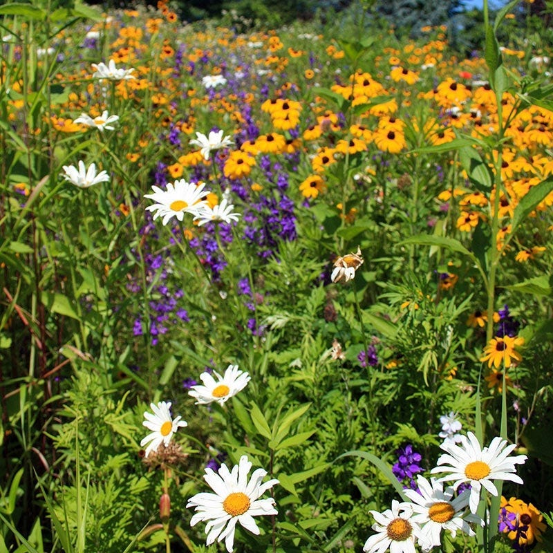 Idaho Select Wildflower Seed Mix - Image 2