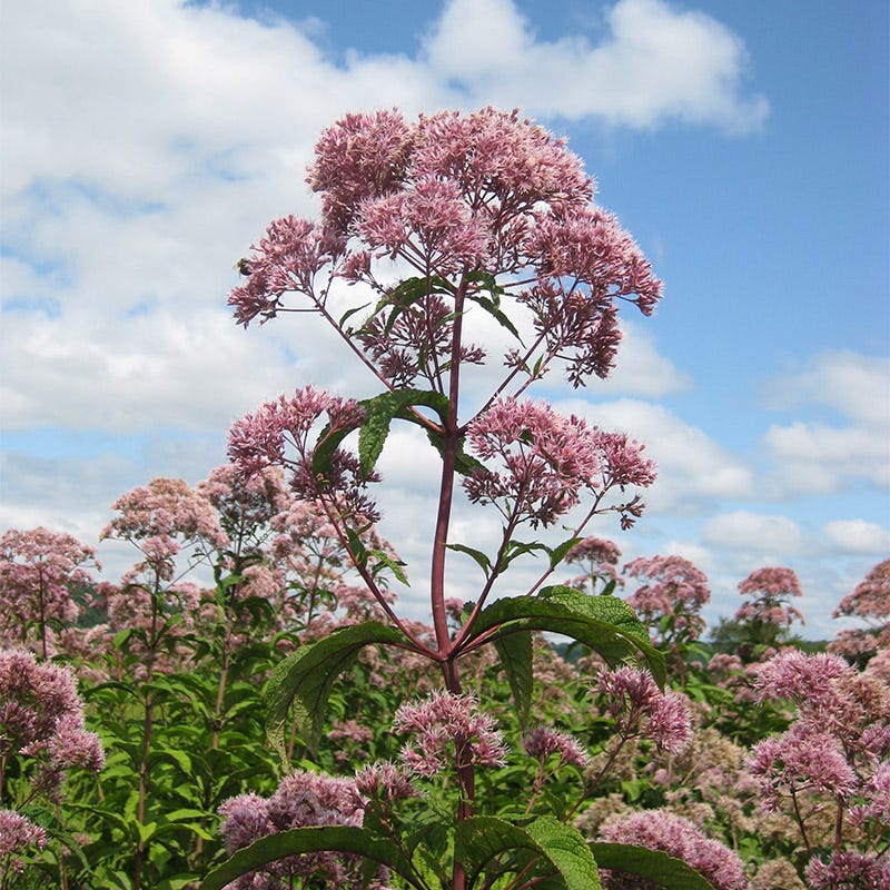 Joe Pye Weed Seeds - Image 2