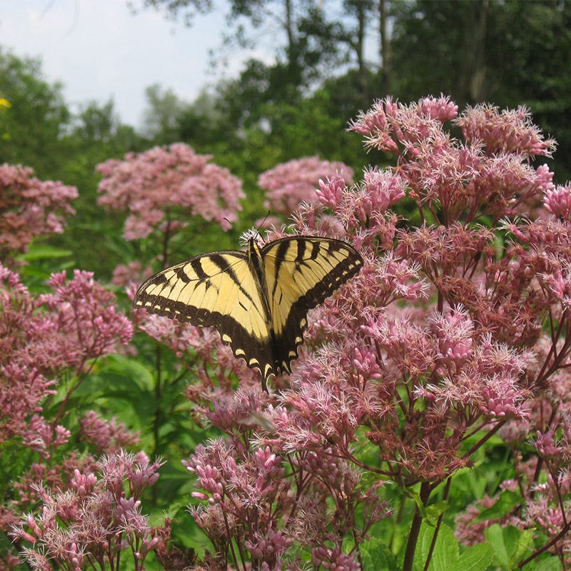 Joe Pye Weed Seeds - Image 3
