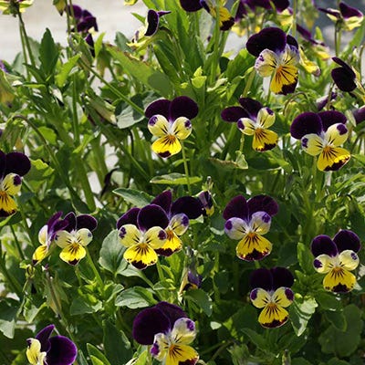 Johnny Jump Up Seeds - Image 5