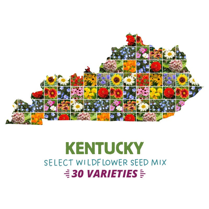 Kentucky Select Wildflower Seed Mix
