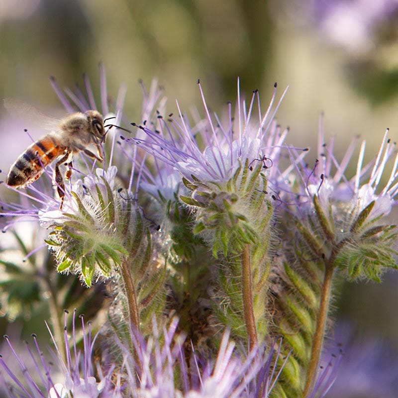 Lacy Phacelia Seeds - Image 3
