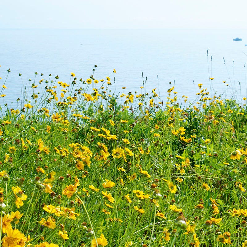 Lanceleaf Coreopsis Seeds - Image 3