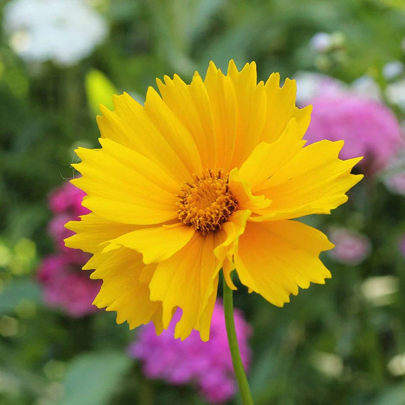 Lanceleaf Coreopsis Seeds - Image 6