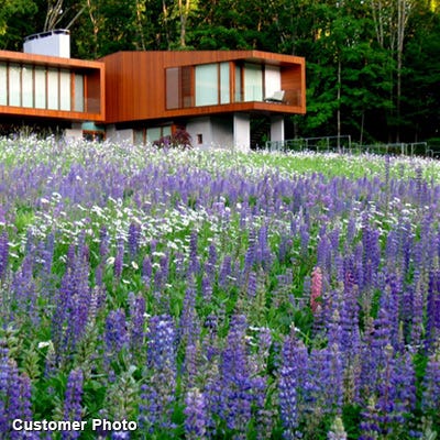 Landscaper's Big Blooms Wildflower Seed Mix - Image 10