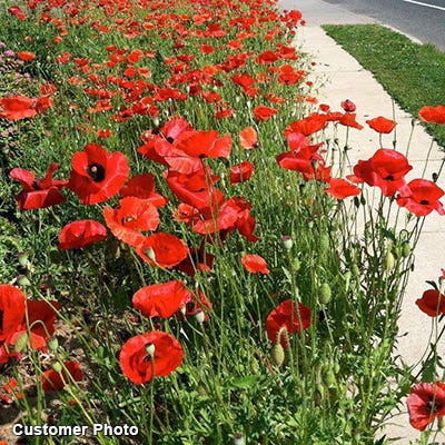 Landscaper's Big Blooms Wildflower Seed Mix - Image 7