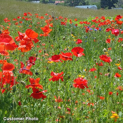 Landscaper's Big Blooms Wildflower Seed Mix - Image 9