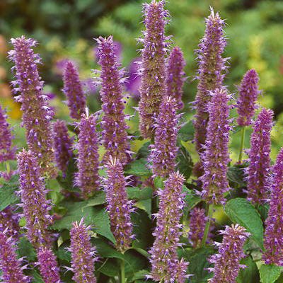 Lavender Hyssop Seeds - Image 4