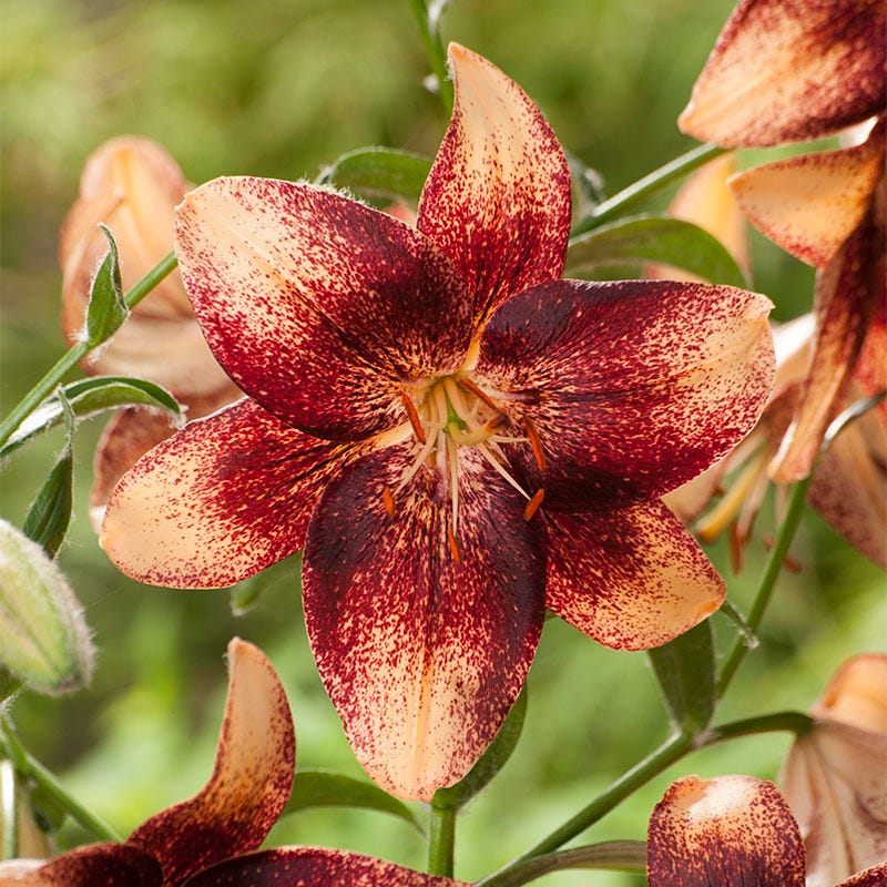 Hot Chocolate Asiatic Lily Bulbs Mix - Image 3