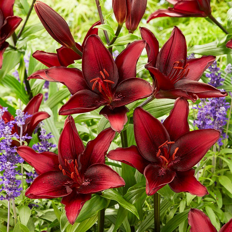Hot Chocolate Asiatic Lily Bulbs Mix - Image 4