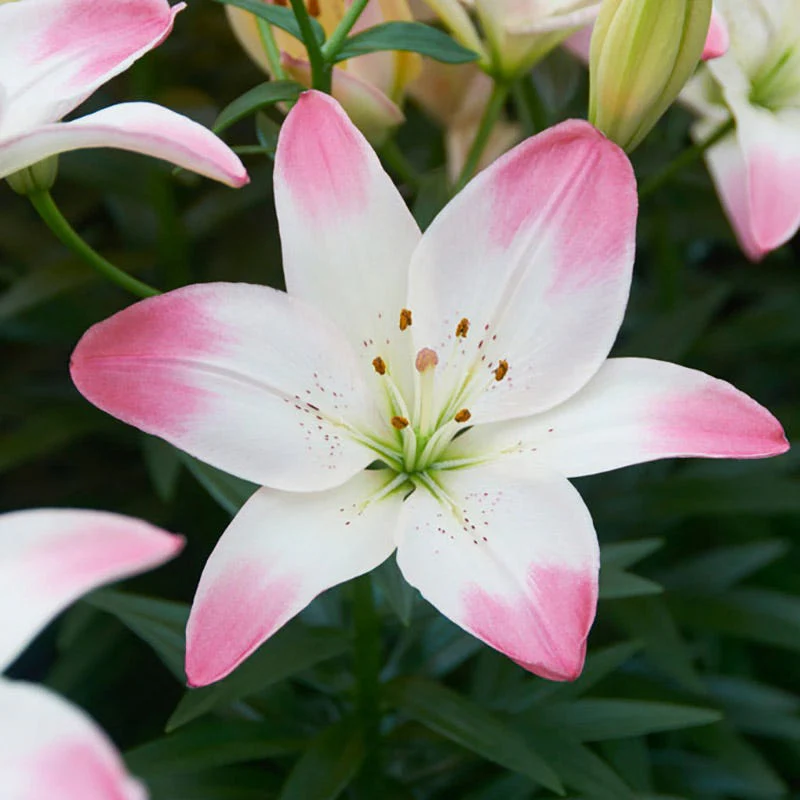 Sugar Love Lily - Image 3