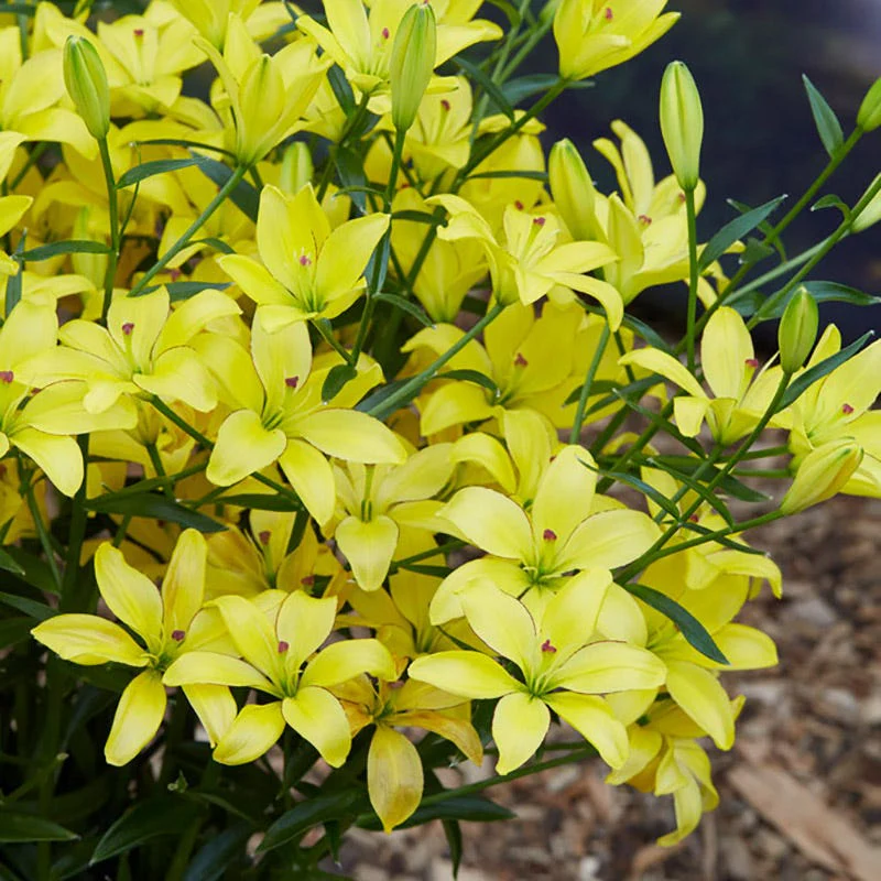 Yellow Cocotte Lily - Image 2