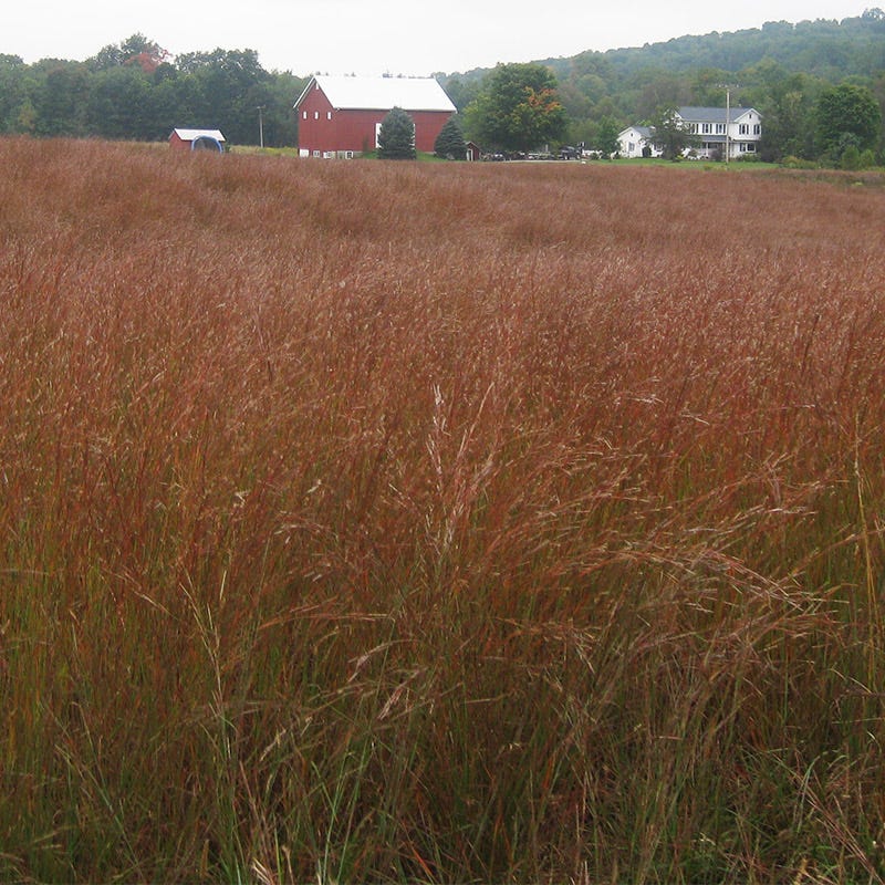 Little Bluestem Grass Seeds - Image 3