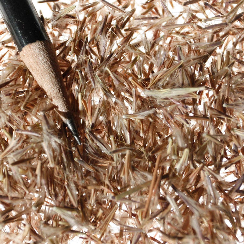 Little Bluestem Grass Seeds - Image 6