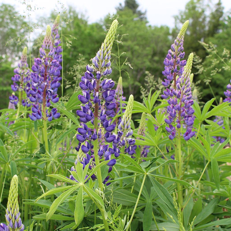 Lupine Seed Mix - Image 2